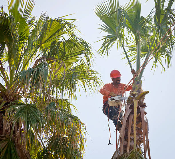 How Our Tree Care Process Works  in  North Laurel, MD